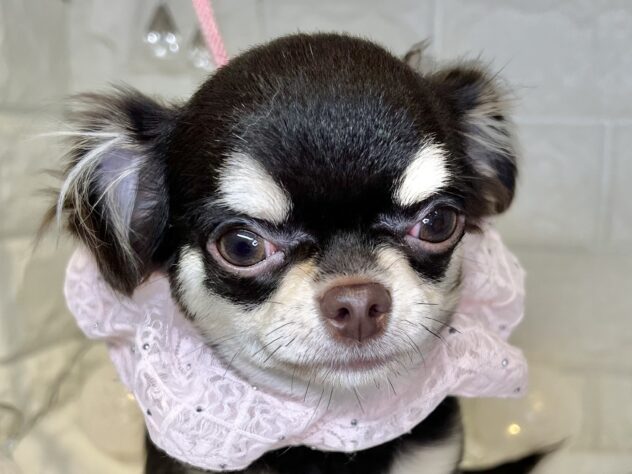 香川県のチワワ(ロング) (ワンキャラット アミーゴ丸亀店/2025年7月10日生まれ/女の子/チョコレートクリーム)の子犬の1枚目の画像