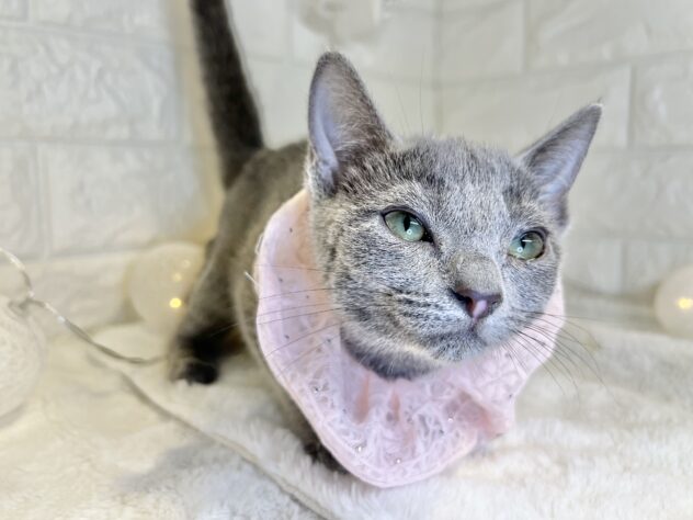 香川県のロシアンブルー (ワンキャラット アミーゴ丸亀店/2025年9月12日生まれ/女の子/ブルー)の子猫の3枚目の画像