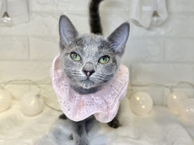 香川県のロシアンブルー (ワンキャラット アミーゴ丸亀店/2025年9月12日生まれ/女の子/ブルー)の子猫の2枚目の画像