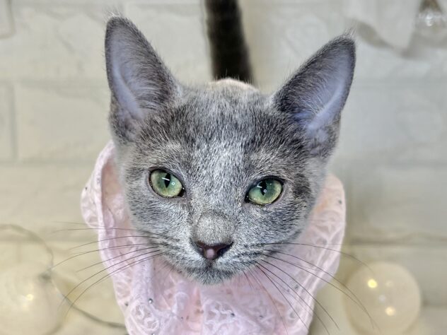 香川県のロシアンブルー (ワンキャラット アミーゴ丸亀店/2025年9月12日生まれ/女の子/ブルー)の子猫の1枚目の画像