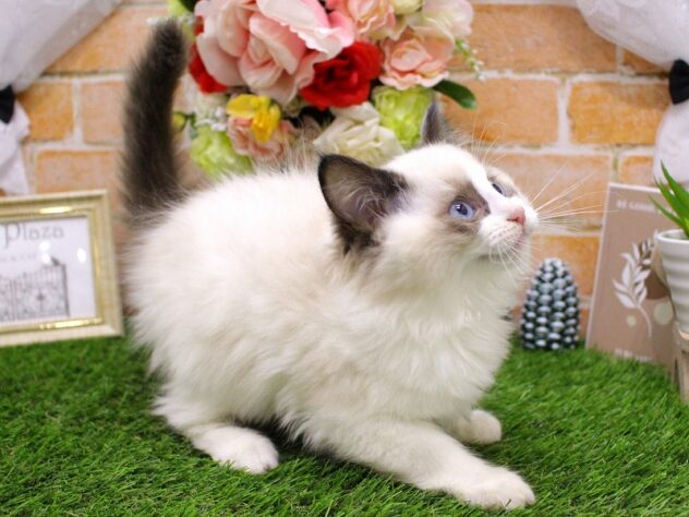 兵庫県のラグドール (ペット・プラザ アミーゴ三田店/2025年10月17日生まれ/男の子/シールポイントバイカラー)の子猫の2枚目の画像