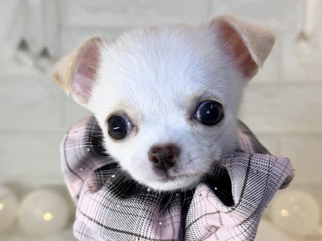 香川県のチワワ(ロング) (ワンキャラット アミーゴ丸亀店/2025年10月22日生まれ/女の子/クリームホワイト)の子犬の1枚目の画像