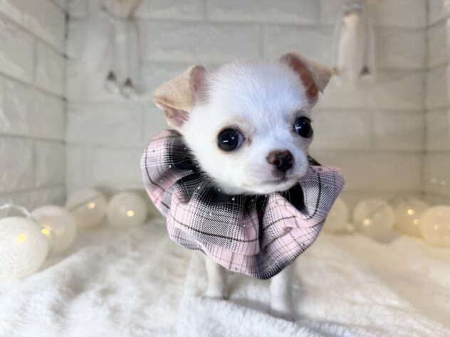 香川県のチワワ(ロング) (ワンキャラット アミーゴ丸亀店/2025年10月22日生まれ/女の子/クリームホワイト)の子犬の2枚目の画像