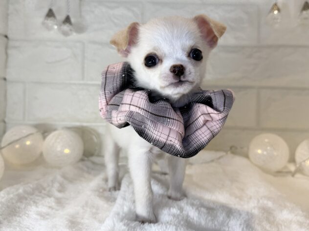 香川県のチワワ(ロング) (ワンキャラット アミーゴ丸亀店/2025年10月22日生まれ/女の子/クリームホワイト)の子犬の3枚目の画像