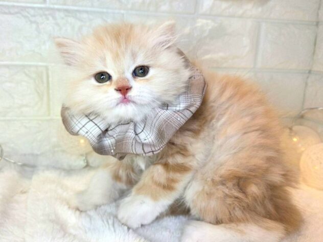 香川県のスコティッシュフォールド (ワンキャラット アミーゴ丸亀店/2025年10月29日生まれ/女の子/クリームタビーホワイト)の子猫の4枚目の画像