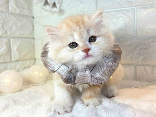 香川県のスコティッシュフォールド (ワンキャラット アミーゴ丸亀店/2025年10月29日生まれ/女の子/クリームタビーホワイト)の子猫の2枚目の画像