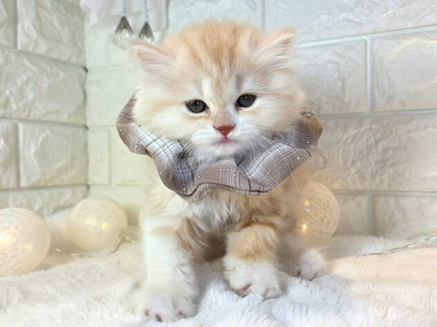 香川県のスコティッシュフォールド (ワンキャラット アミーゴ丸亀店/2025年10月29日生まれ/女の子/クリームタビーホワイト)の子猫の3枚目の画像