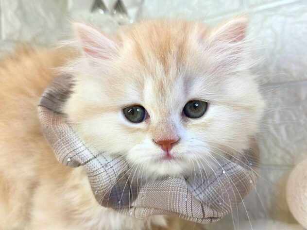 香川県のスコティッシュフォールド (ワンキャラット アミーゴ丸亀店/2025年10月29日生まれ/女の子/クリームタビーホワイト)の子猫の1枚目の画像