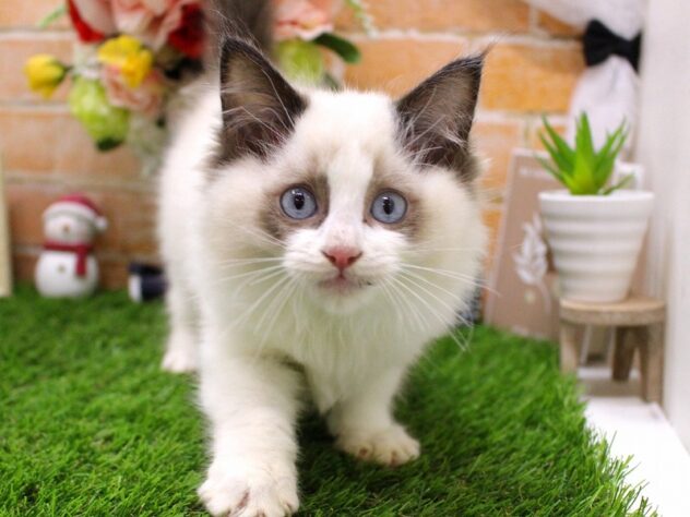 兵庫県のラグドール (ペット・プラザ アミーゴ三田店/2025年10月17日生まれ/男の子/シールポイントバイカラー)の子猫の1枚目の画像