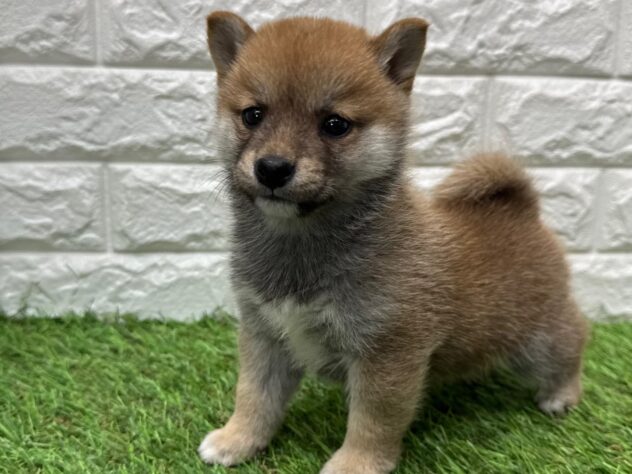 新潟県の豆柴 (アミーゴ新潟小新店/2025年10月21日生まれ/男の子/赤)の子犬