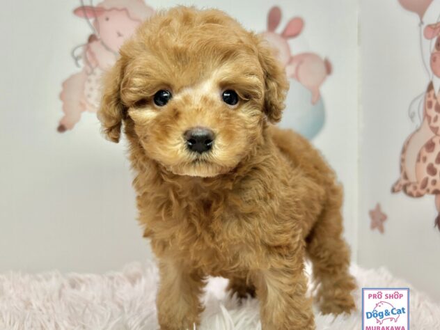 広島県のトイプードル(トイ) (アミーゴ温品店/2025年10月8日生まれ/男の子/レッドフォーン)の子犬の1枚目の画像