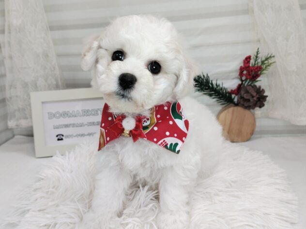 愛媛県のビションフリーゼ (アミーゴ松山久米店/2025年10月6日生まれ/女の子/ホワイト)の子犬の1枚目の画像