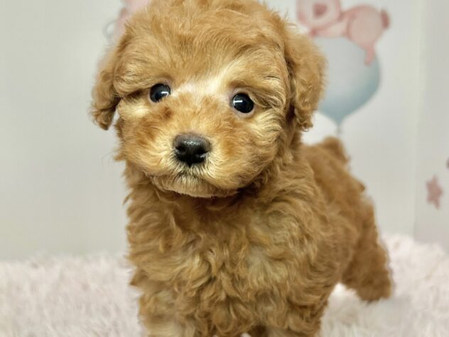 広島県のトイプードル(トイ) (アミーゴ温品店/2025年10月8日生まれ/男の子/レッドフォーン)の子犬の2枚目の画像