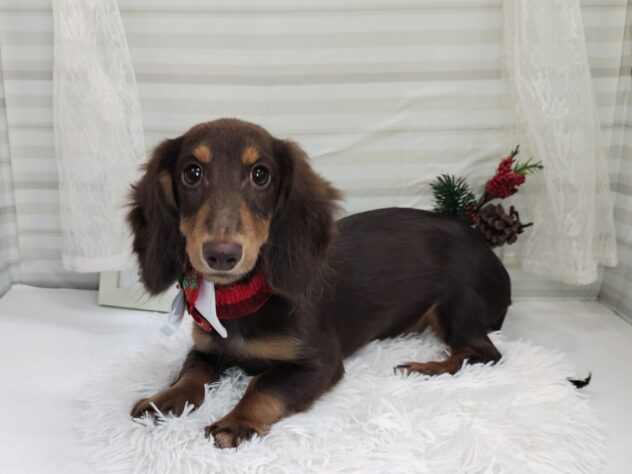 愛媛県のミニチュアダックスフンド(ロング) (アミーゴ松山久米店/2025年7月20日生まれ/女の子/チョコレートタン)の子犬の2枚目の画像