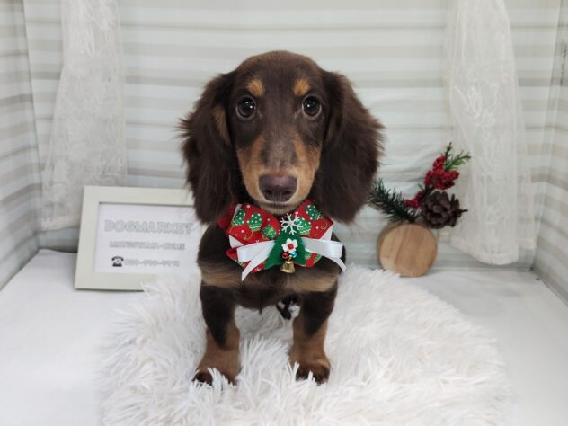 愛媛県のミニチュアダックスフンド(ロング) (アミーゴ松山久米店/2025年7月20日生まれ/女の子/チョコレートタン)の子犬の1枚目の画像