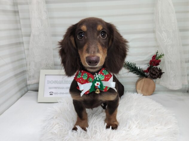 愛媛県のミニチュアダックスフンド(ロング) (アミーゴ松山久米店/2025年7月20日生まれ/女の子/チョコレートタン)の子犬の3枚目の画像