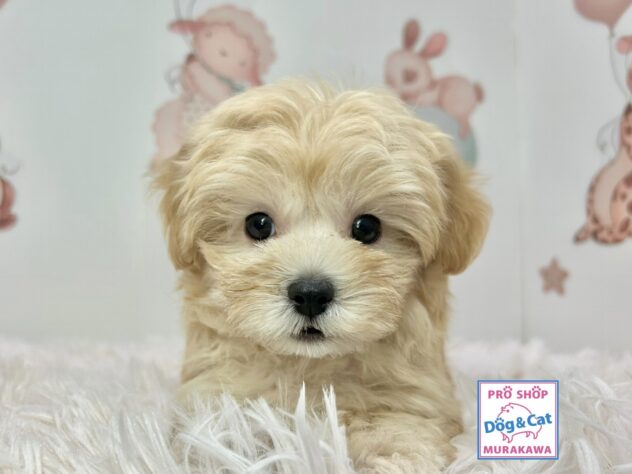 広島県のハーフ犬・ミックス犬 (アミーゴ温品店/2025年10月5日生まれ/男の子/クリーム)の子犬の1枚目の画像