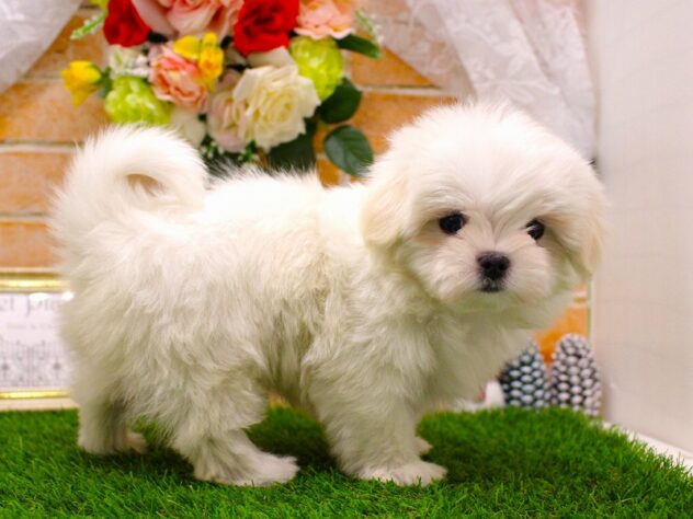 兵庫県のマルチーズ (ペット・プラザ アミーゴ三田店/2025年10月20日生まれ/女の子/ホワイト)の子犬の3枚目の画像