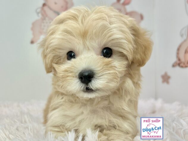 広島県のハーフ犬・ミックス犬 (アミーゴ温品店/2025年10月5日生まれ/男の子/クリーム)の子犬の2枚目の画像