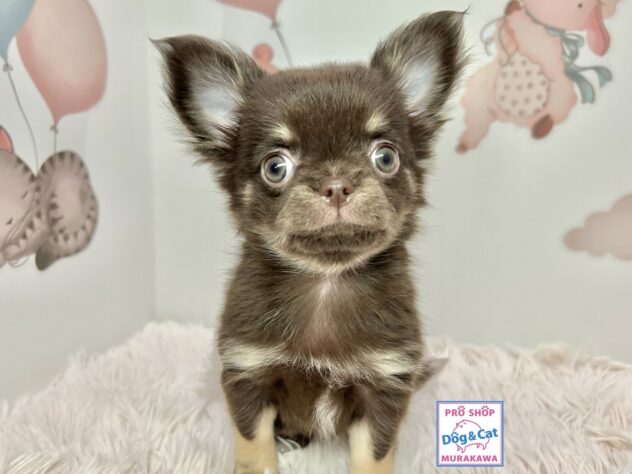 広島県のチワワ(ロング) (アミーゴ温品店/2025年10月3日生まれ/女の子/チョコレートタンホワイト)の子犬