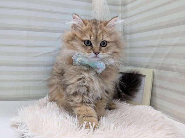 愛媛県のペルシャ (アミーゴ松山久米店/2025年9月9日生まれ/男の子/チンチラゴールデン)の子猫