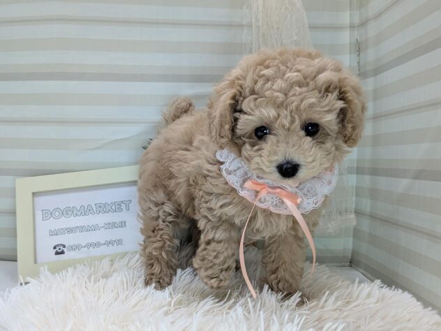 愛媛県のトイプードル(トイ) (アミーゴ松山久米店/2025年10月16日生まれ/女の子/ペールフォーン)の子犬の3枚目の画像