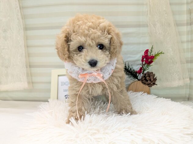 愛媛県のトイプードル(トイ) (アミーゴ松山久米店/2025年10月16日生まれ/女の子/ペールフォーン)の子犬の1枚目の画像