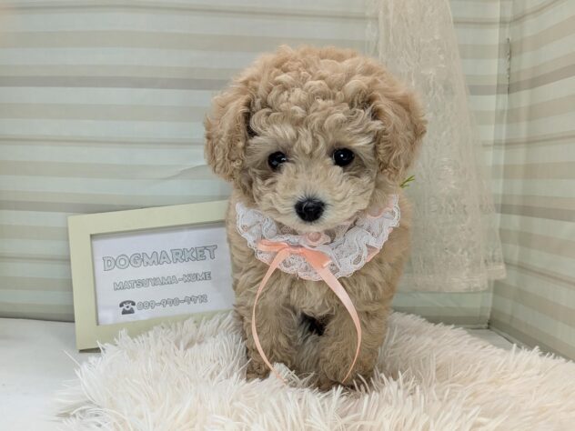 愛媛県のトイプードル(トイ) (アミーゴ松山久米店/2025年10月16日生まれ/女の子/ペールフォーン)の子犬の2枚目の画像