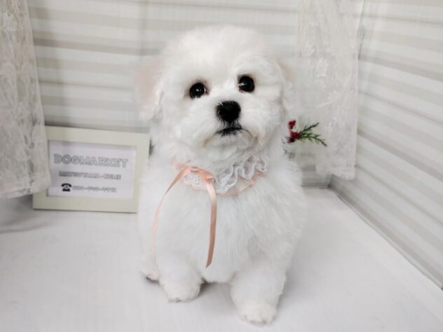 愛媛県のビションフリーゼ (アミーゴ松山久米店/2025年10月6日生まれ/女の子/ホワイト)の子犬の1枚目の画像