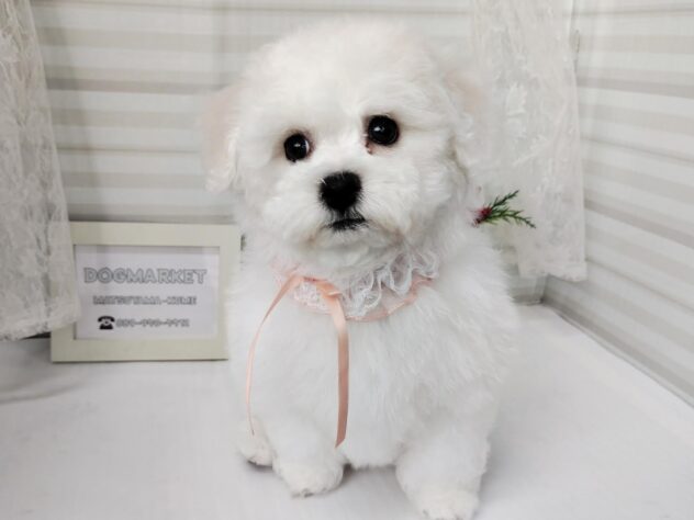 愛媛県のビションフリーゼ (アミーゴ松山久米店/2025年10月6日生まれ/女の子/ホワイト)の子犬の4枚目の画像