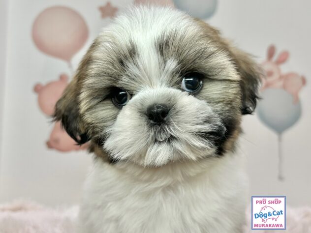 広島県のシーズー (アミーゴ温品店/2025年10月21日生まれ/男の子/ゴールドホワイト)の子犬の2枚目の画像