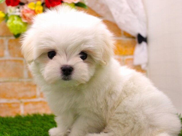 兵庫県のマルチーズ (ペット・プラザ アミーゴ三田店/2025年10月20日生まれ/女の子/ホワイト)の子犬の2枚目の画像