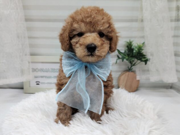 愛媛県のトイプードル(トイ) (アミーゴ松山久米店/2025年10月26日生まれ/男の子/アプリコット)の子犬の2枚目の画像