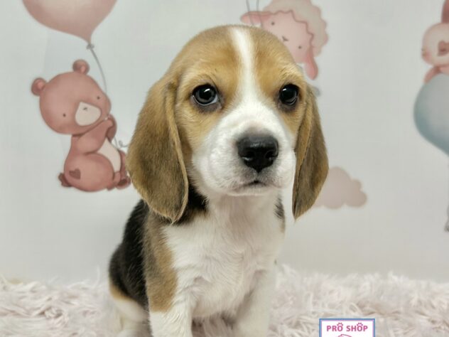 広島県のビーグル (アミーゴ温品店/2025年10月30日生まれ/女の子/ブラックタンホワイト)の子犬の2枚目の画像