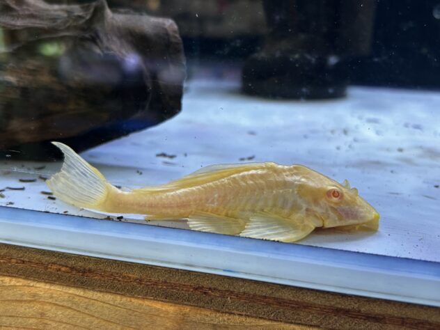 大特価アルビノセルフィンプレコ約20ー22ｃｍ　大型水槽のコケ取り　エイ　アロワナ　古代魚　コケよく食べます アルビノセルフィンプレコ 20～21cm | アクアショップ魚力