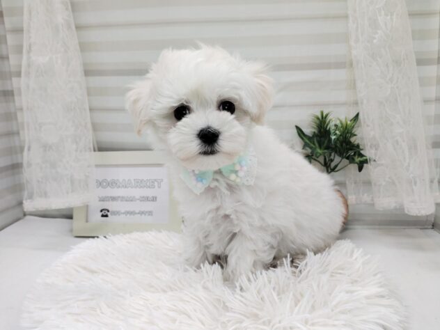 愛媛県のハーフ犬・ミックス犬 (アミーゴ松山久米店/2025年10月28日生まれ/男の子/クリーム)の子犬の3枚目の画像