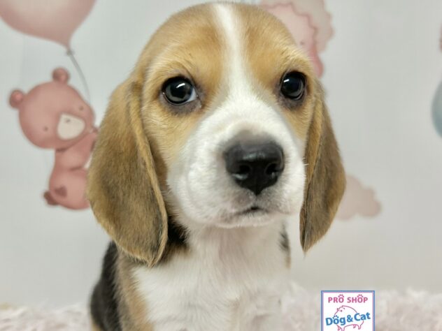 広島県のビーグル (アミーゴ温品店/2025年10月30日生まれ/女の子/ブラックタンホワイト)の子犬の1枚目の画像