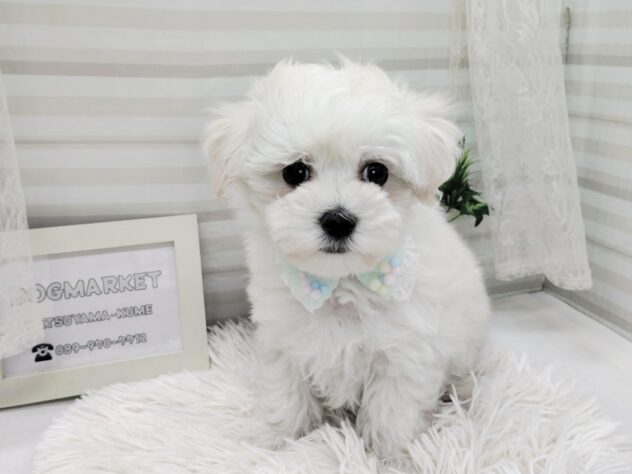 愛媛県のハーフ犬・ミックス犬 (アミーゴ松山久米店/2025年10月28日生まれ/男の子/クリーム)の子犬