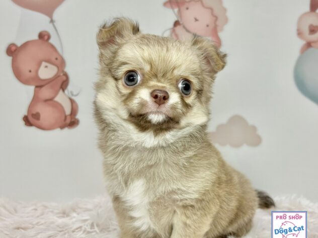 広島県のチワワ(ロング) (アミーゴ温品店/2025年10月22日生まれ/男の子/チョコレートフォーン)の子犬の3枚目の画像