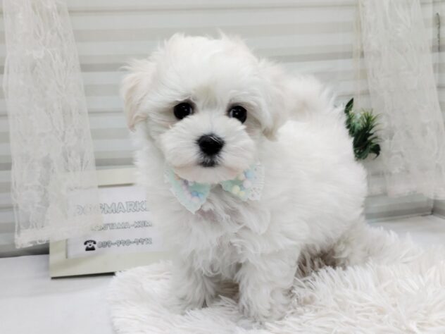 愛媛県のハーフ犬・ミックス犬 (アミーゴ松山久米店/2025年10月28日生まれ/男の子/クリーム)の子犬の2枚目の画像