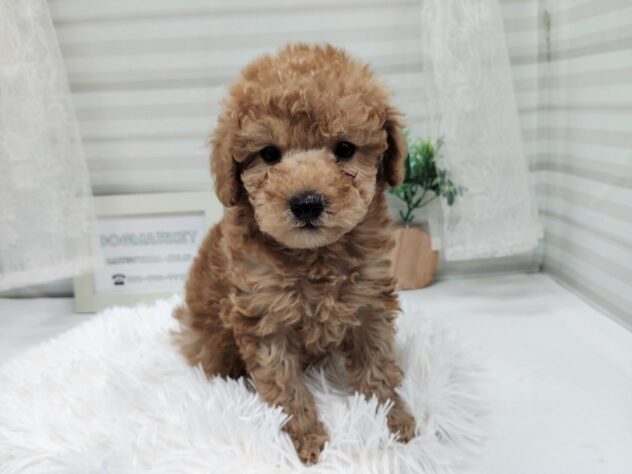 愛媛県のトイプードル(トイ) (アミーゴ松山久米店/2025年10月26日生まれ/男の子/アプリコット)の子犬の3枚目の画像