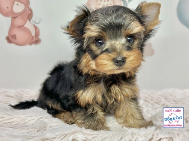 広島県のヨークシャーテリア (アミーゴ温品店/2025年10月30日生まれ/男の子/スチールブルータン)の子犬の1枚目の画像