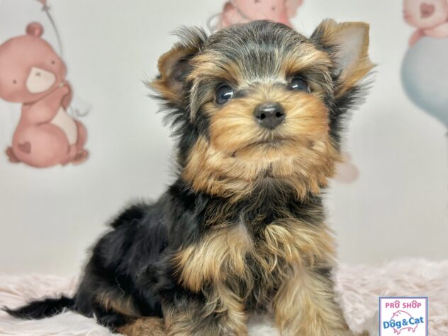 広島県のヨークシャーテリア (アミーゴ温品店/2025年10月30日生まれ/男の子/スチールブルータン)の子犬の2枚目の画像