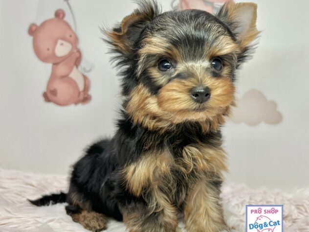 広島県のヨークシャーテリア (アミーゴ温品店/2025年10月30日生まれ/男の子/スチールブルータン)の子犬の3枚目の画像