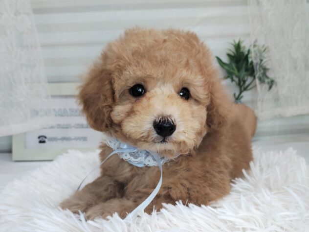 愛媛県のトイプードル(トイ) (アミーゴ松山久米店/2025年10月26日生まれ/男の子/アプリコット)の子犬の2枚目の画像
