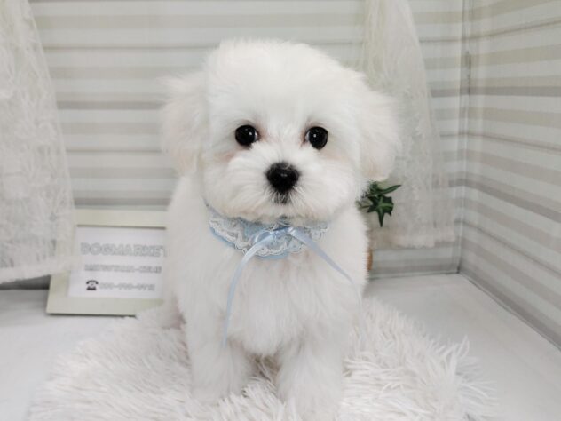 愛媛県のハーフ犬・ミックス犬 (アミーゴ松山久米店/2025年10月28日生まれ/男の子/クリーム)の子犬の1枚目の画像