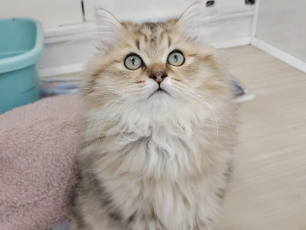 愛媛県のペルシャ (アミーゴ松山久米店/2025年9月9日生まれ/男の子/チンチラゴールデン)の子猫の2枚目の画像