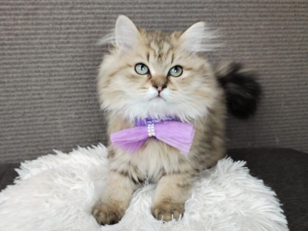 愛媛県のペルシャ (アミーゴ松山久米店/2025年9月9日生まれ/男の子/チンチラゴールデン)の子猫の1枚目の画像
