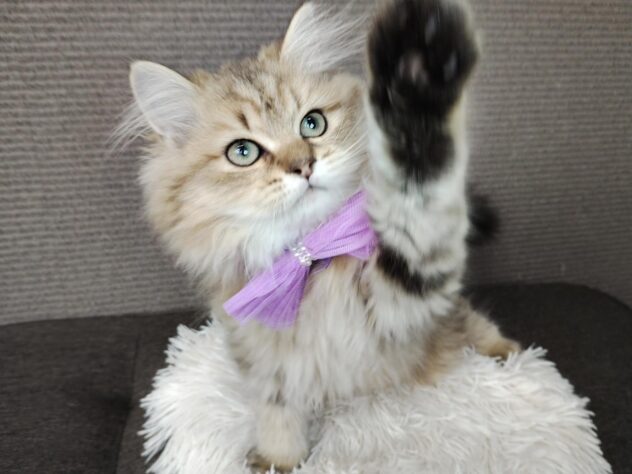 愛媛県のペルシャ (アミーゴ松山久米店/2025年9月9日生まれ/男の子/チンチラゴールデン)の子猫の3枚目の画像