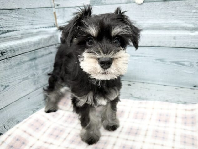 徳島県のミニチュアシュナウザー (アミーゴ北島店/2025年9月14日生まれ/男の子/ブラックシルバー)の子犬